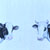 Cows