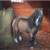 Pony